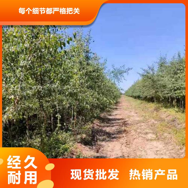 杜梨海棠苗支持批发零售