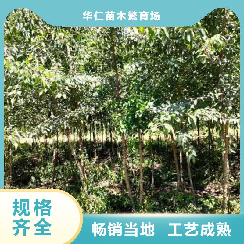 【杜梨】黄冠梨树苗种类多质量好