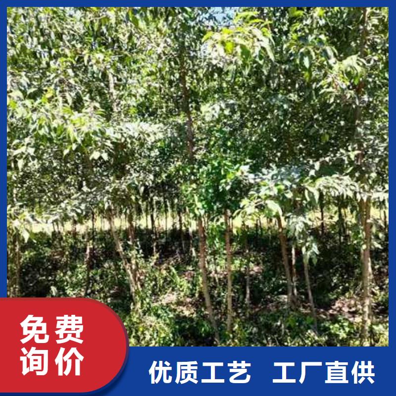 杜梨梨树苗基地价格实惠工厂直供