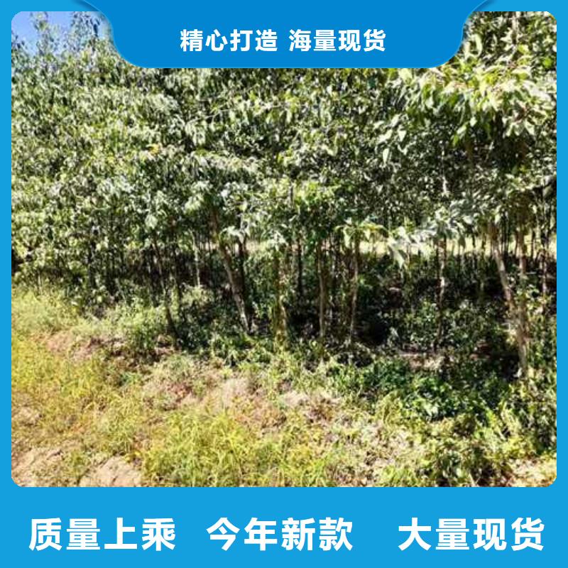 杜梨海棠苗支持批发零售