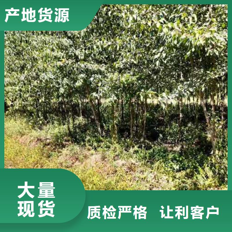 杜梨海棠苗支持批发零售