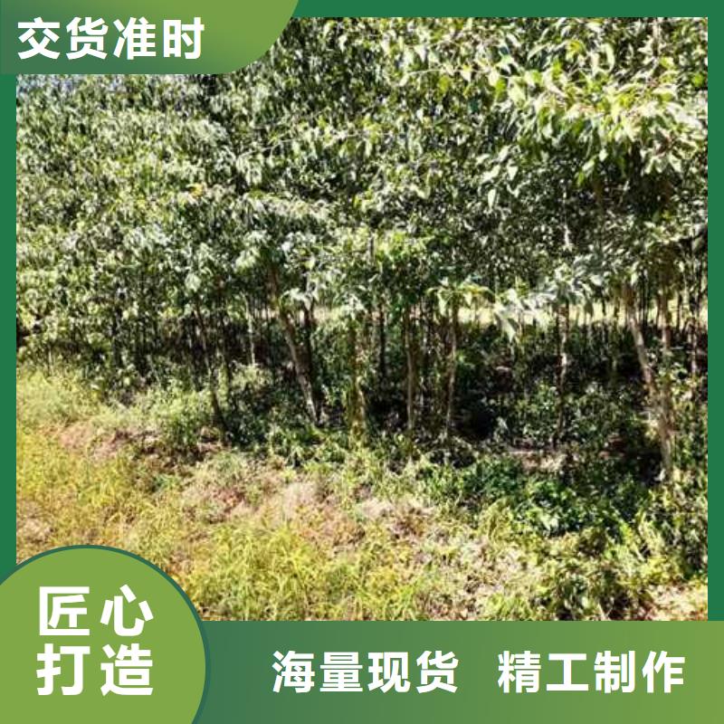 【杜梨】黄冠梨树苗种类多质量好