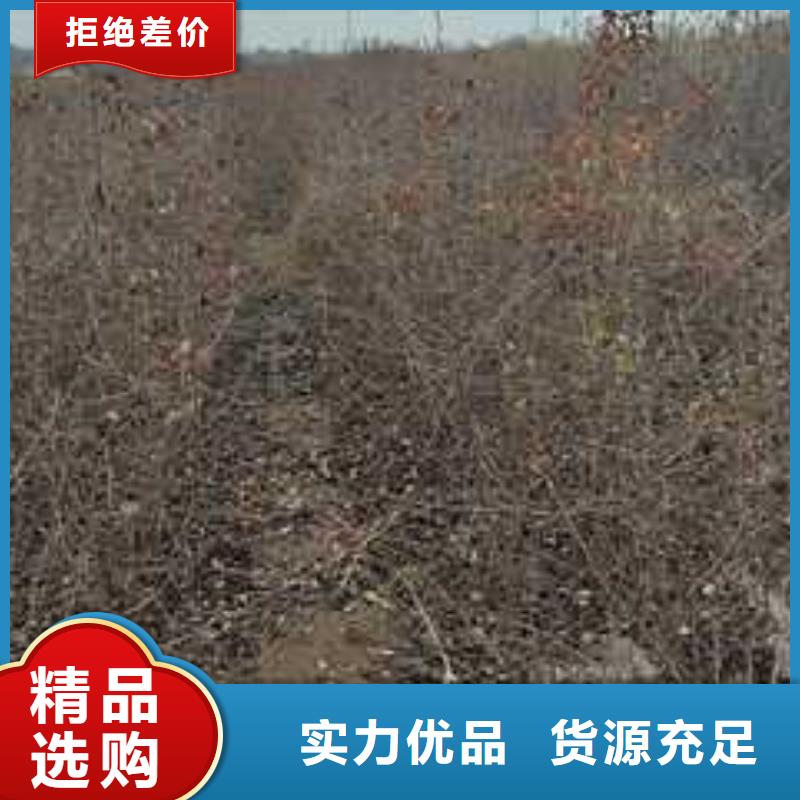 杜梨梨树苗基地价格实惠工厂直供