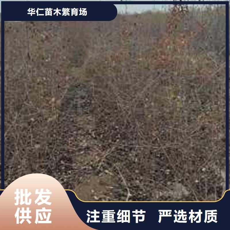 杜梨毛桃苗优质原料