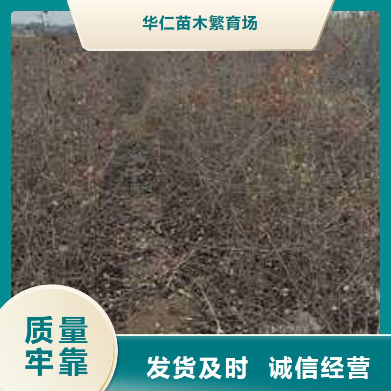 杜梨红香酥梨树苗用心服务