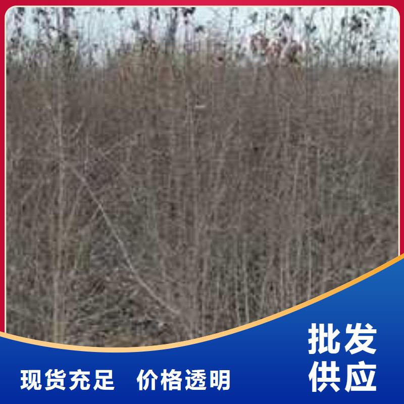杜梨梨树苗基地价格实惠工厂直供