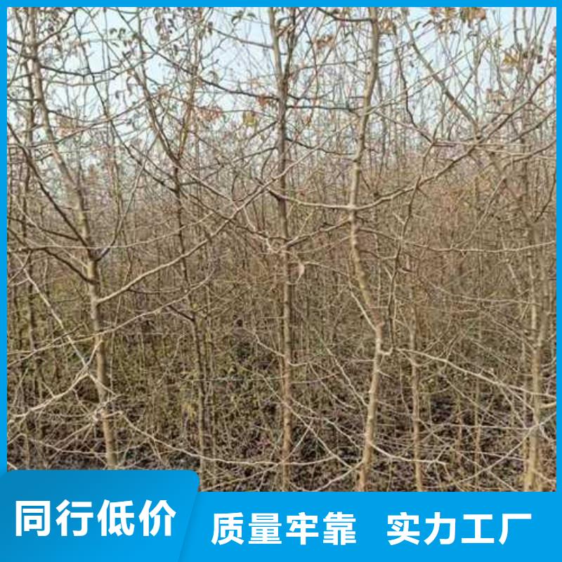 杜梨_梨树苗基地现货直发
