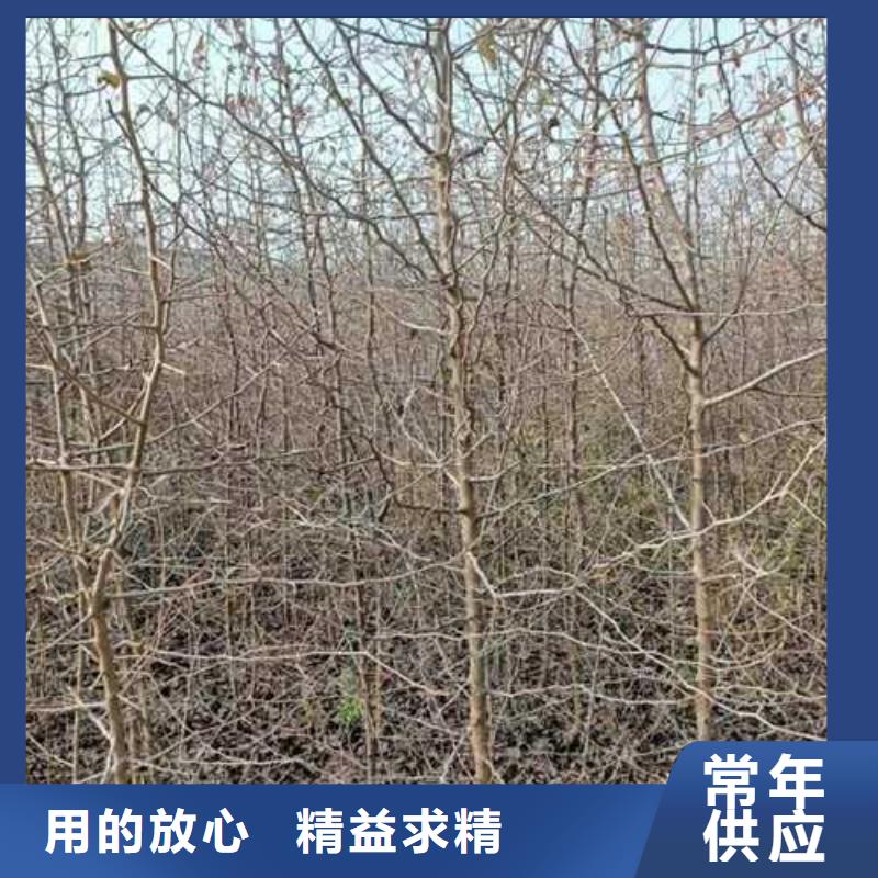 【杜梨】香酥梨树苗优选厂商