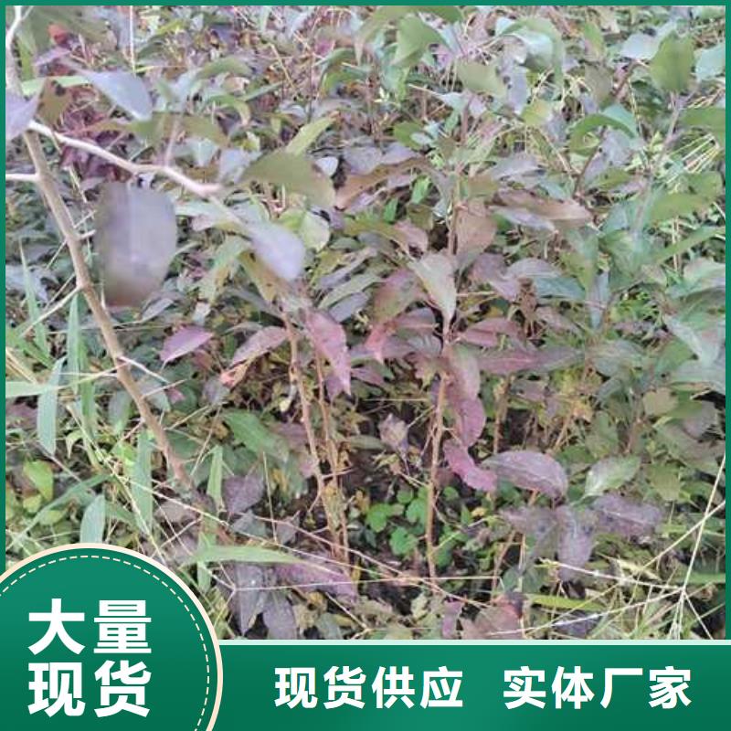 杜梨黄冠梨树苗诚信商家服务热情