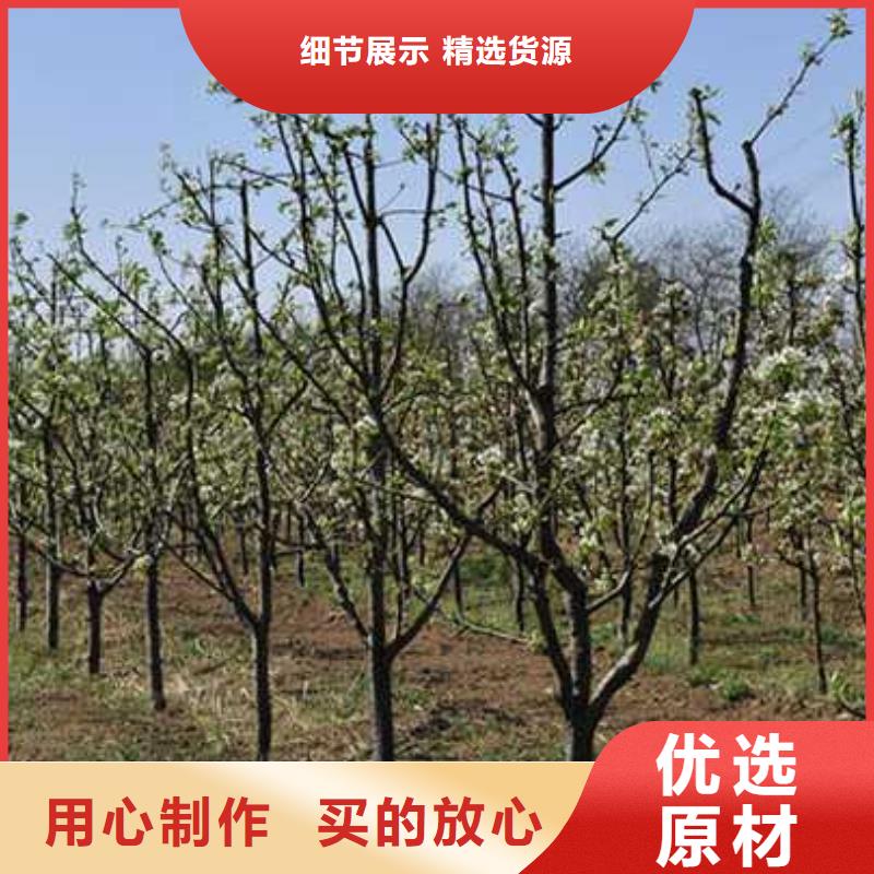 杜梨黄冠梨树苗诚信商家服务热情