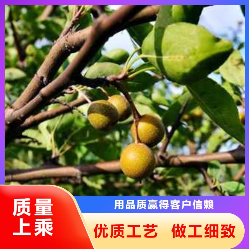 杜梨奥红一号梨苗厂家直销大量现货