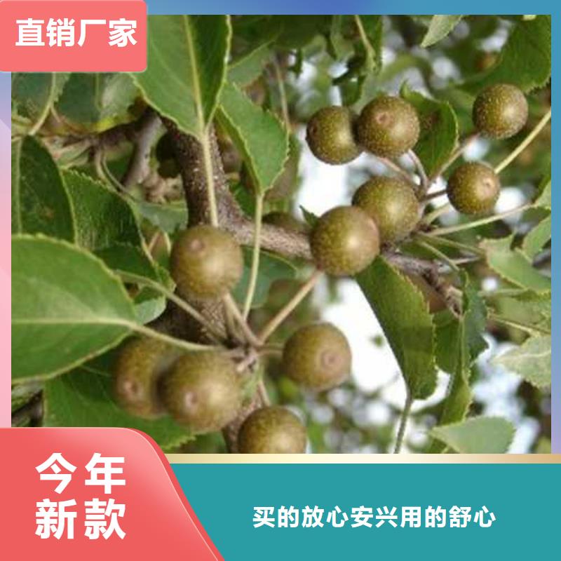 杜梨杜梨苗多行业适用