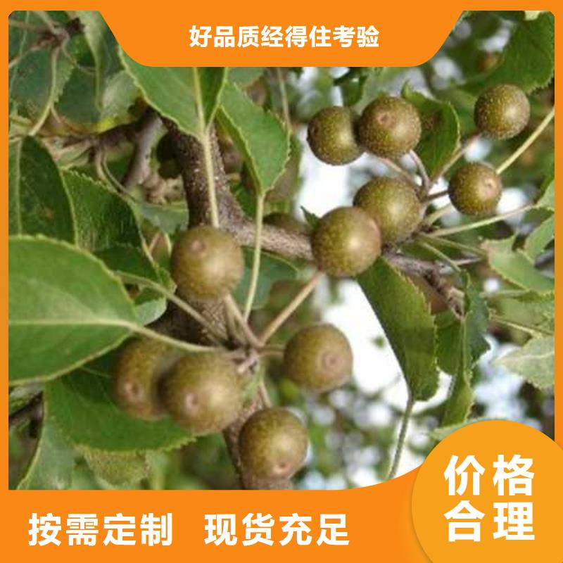 杜梨玉露香梨树苗厂家直销值得选择