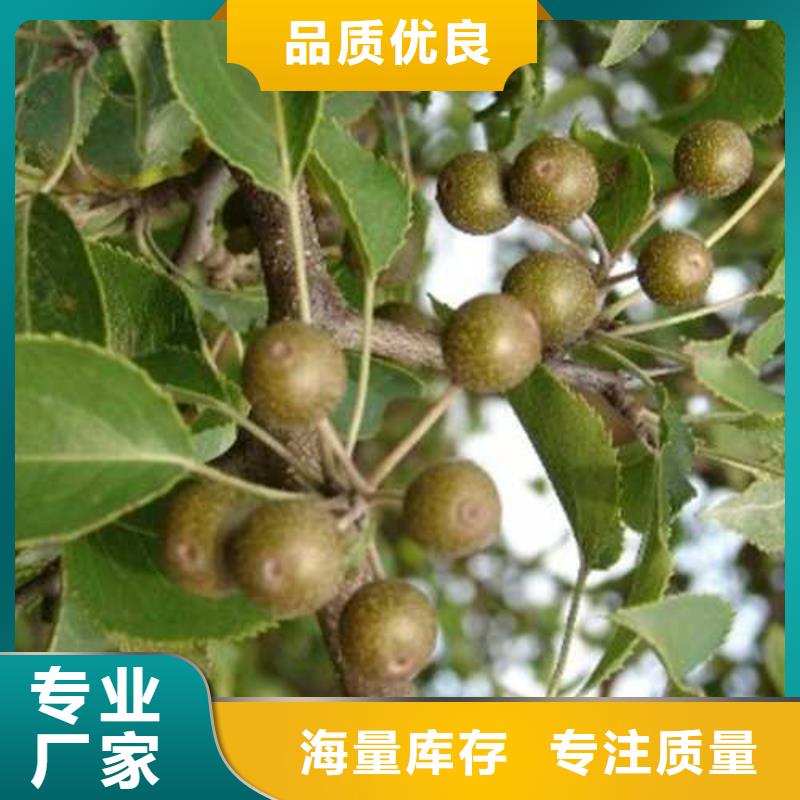 杜梨杜梨苗多行业适用
