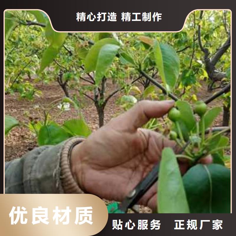 杜梨梨树苗基地价格实惠工厂直供