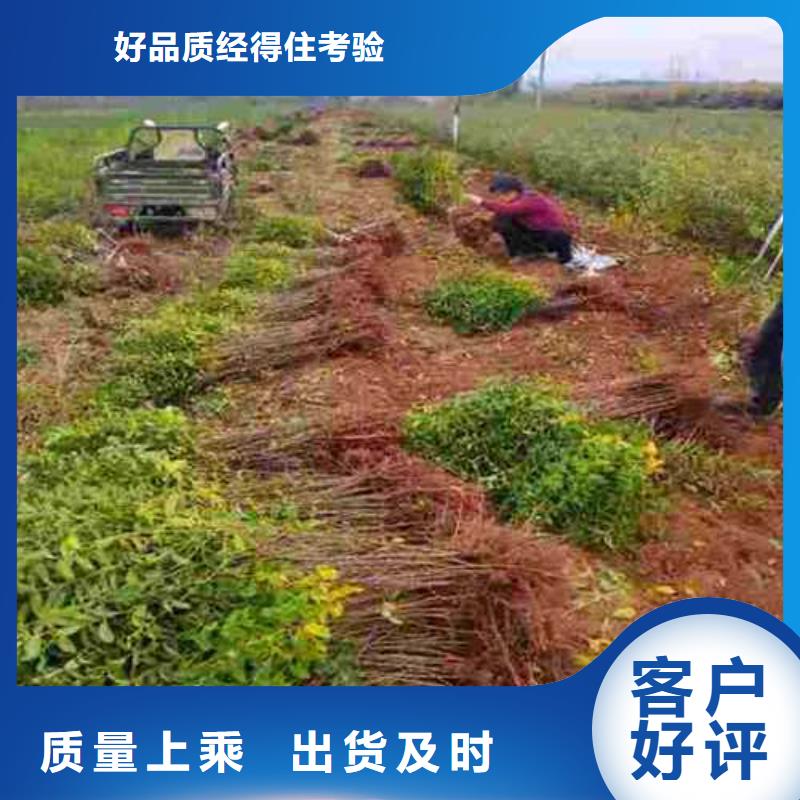 杜梨玉露香梨树苗厂家直销值得选择