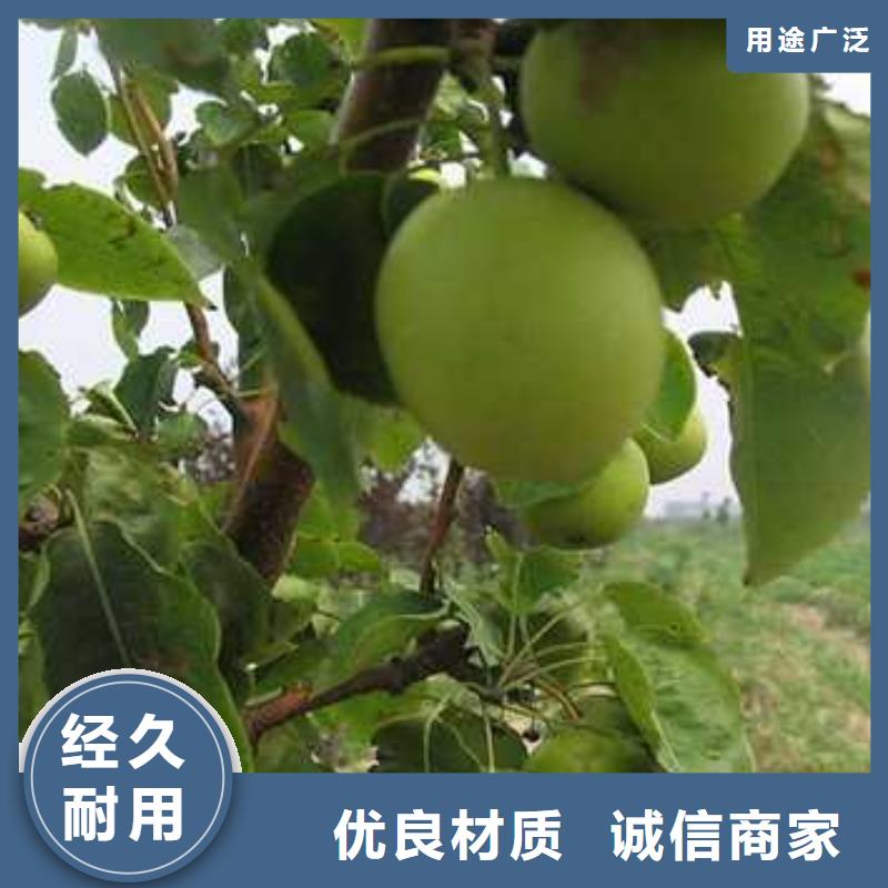 【杜梨】黄冠梨树苗种类多质量好