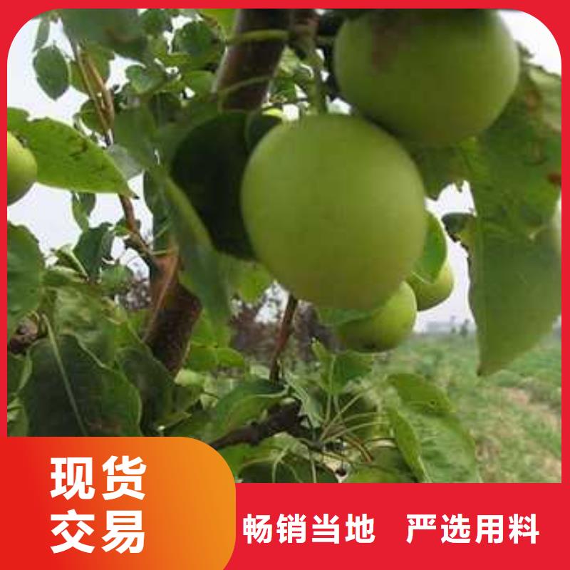 杜梨玉露香梨树苗厂家直销值得选择