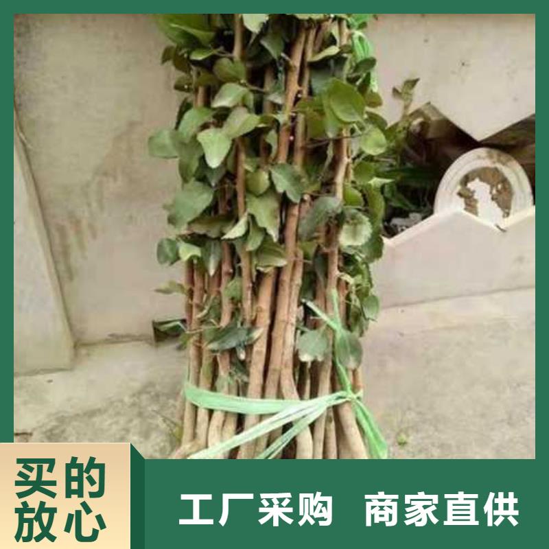 【杜梨】黄冠梨树苗种类多质量好