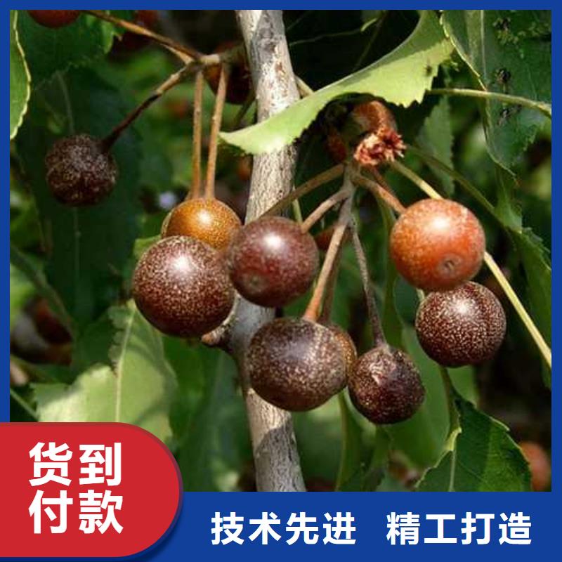 杜梨海棠苗支持批发零售