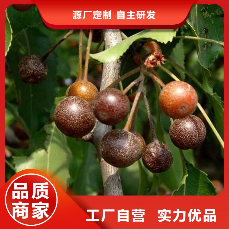 杜梨,香酥梨树苗用的放心