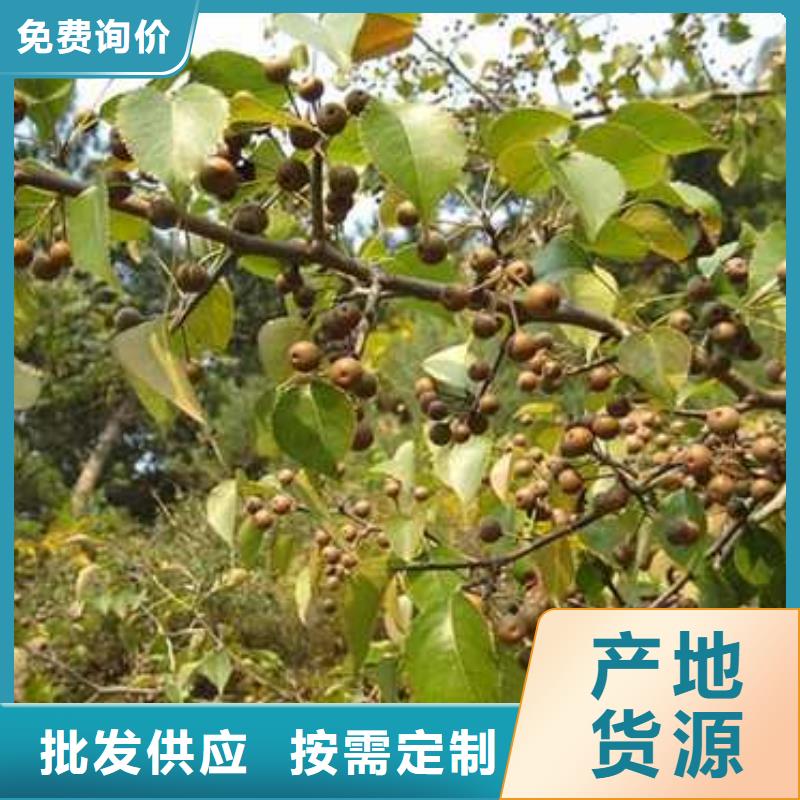 杜梨玉露香梨树苗制造厂家
