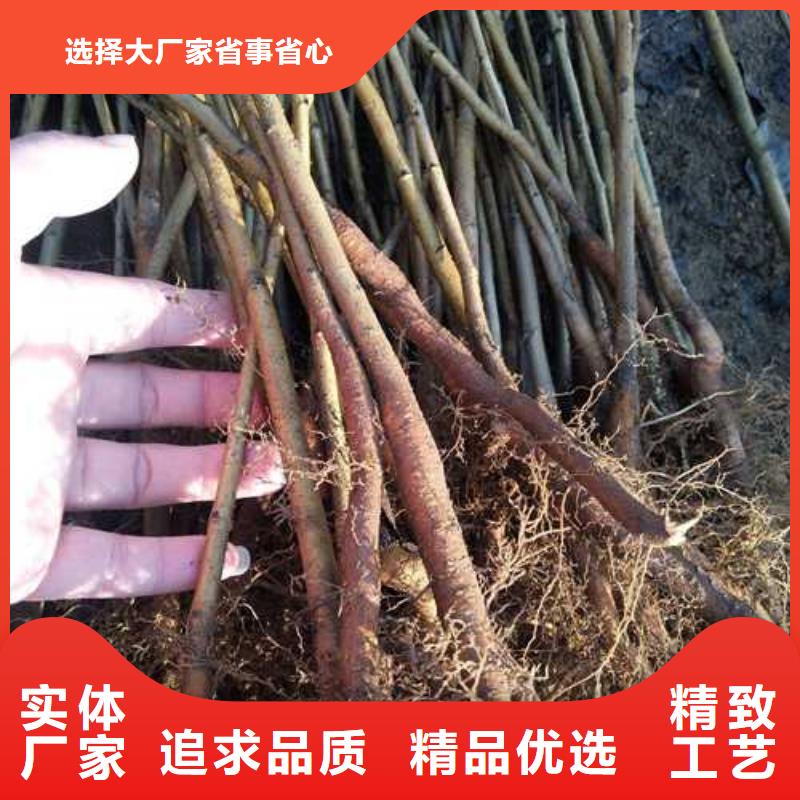 【杜梨】香酥梨树苗优选厂商
