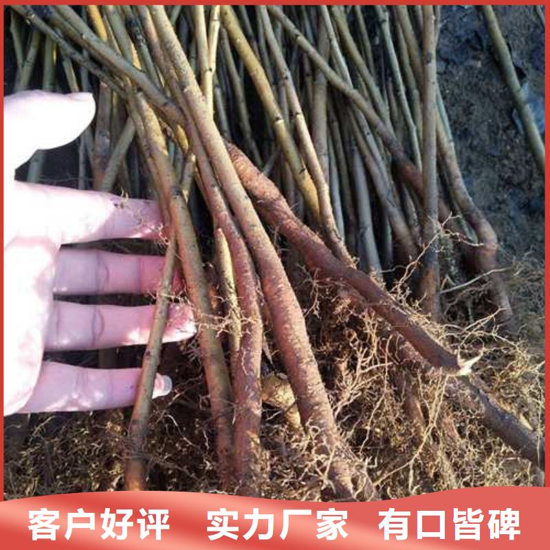 杜梨梨树苗基地价格实惠工厂直供