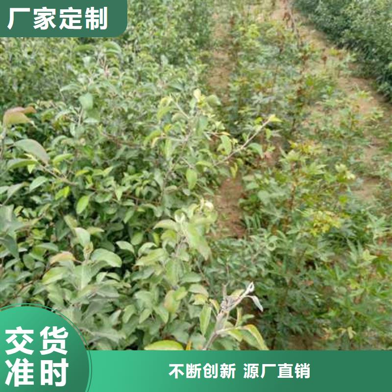 杜梨,香酥梨树苗用的放心