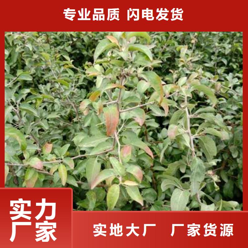 【杜梨】香酥梨树苗优选厂商
