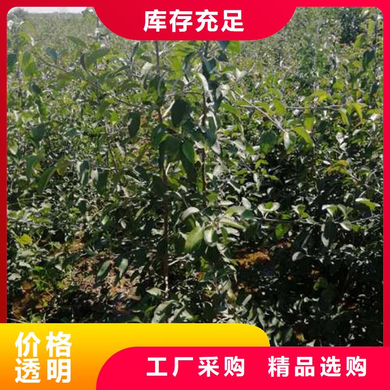 杜梨新梨7号梨树苗质量无忧
