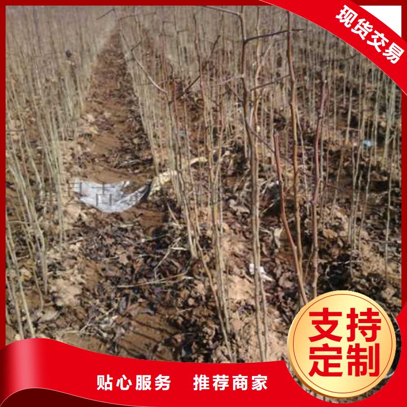 杜梨海棠苗标准工艺