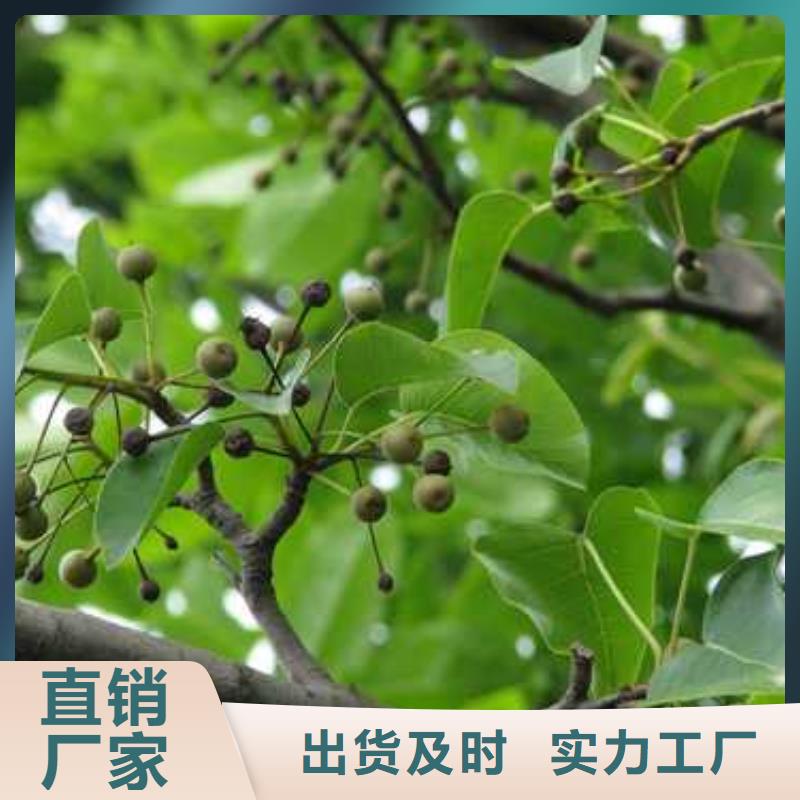 【杜梨】皇冠梨树苗源头采购