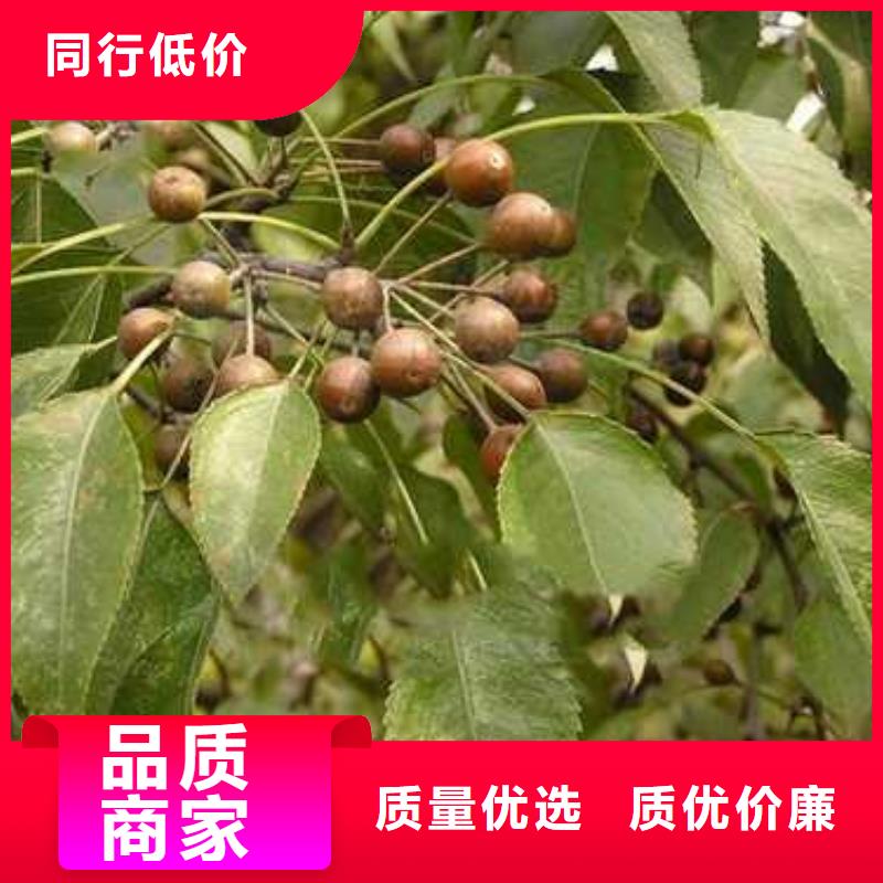 杜梨海棠苗标准工艺