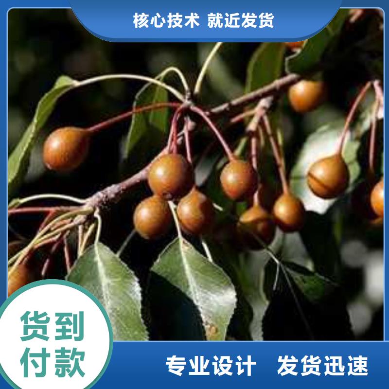 杜梨海棠苗支持批发零售
