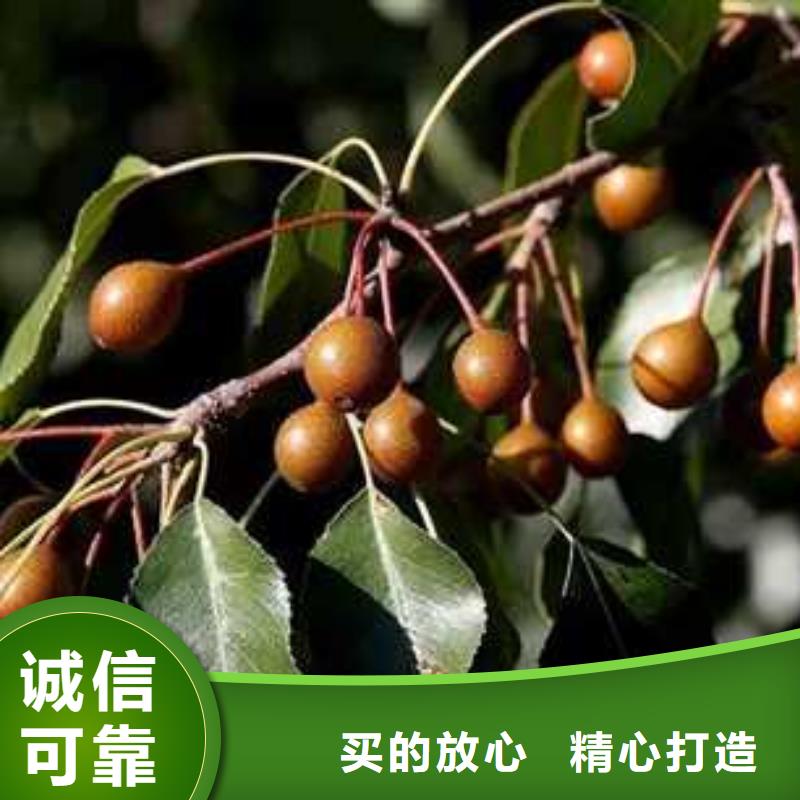 【杜梨】香酥梨树苗优选厂商
