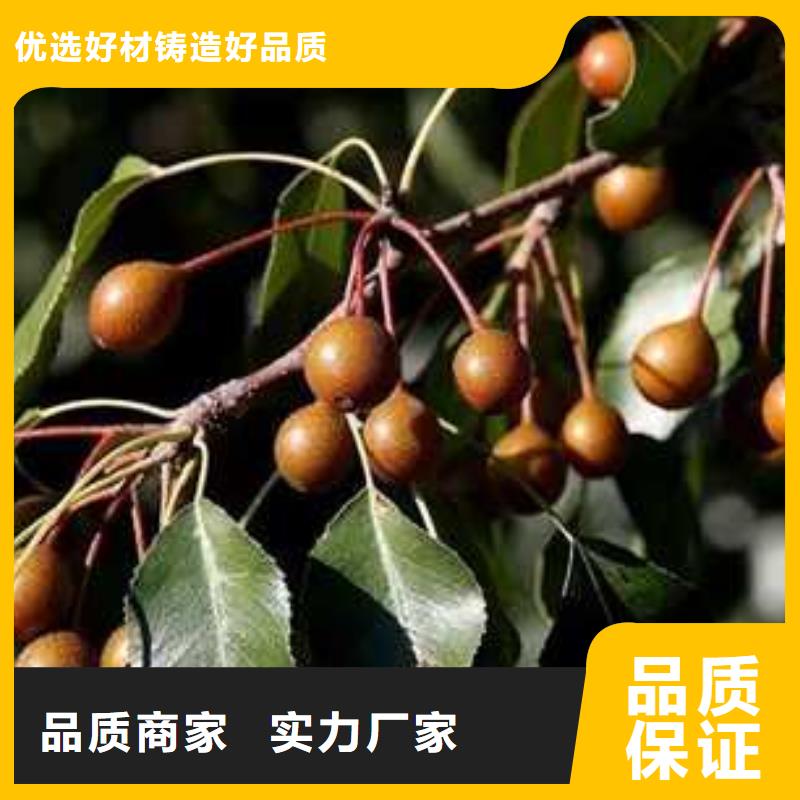 杜梨红香酥梨树苗用心服务
