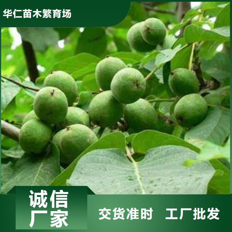 【杜梨】香酥梨树苗优选厂商