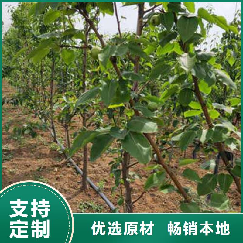 【杜梨】香酥梨树苗优选厂商