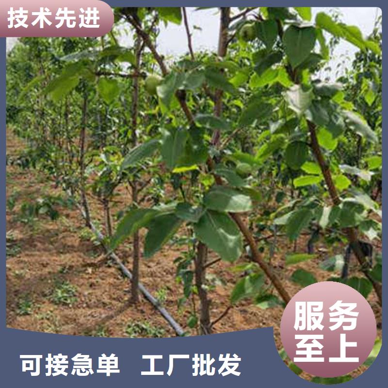 杜梨杜梨苗多行业适用