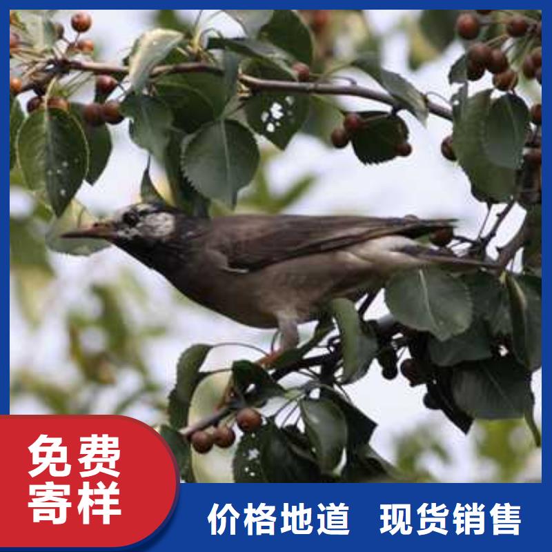 杜梨杜梨苗多行业适用