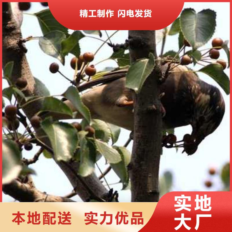 杜梨杜梨苗多行业适用