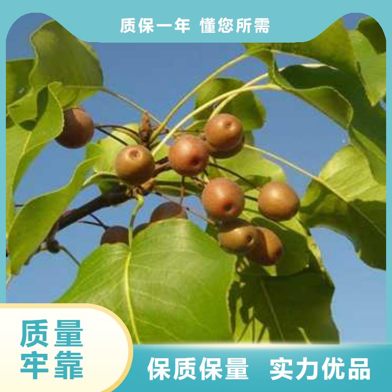杜梨杜梨苗多行业适用