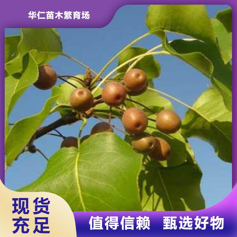 杜梨毛桃苗优质原料