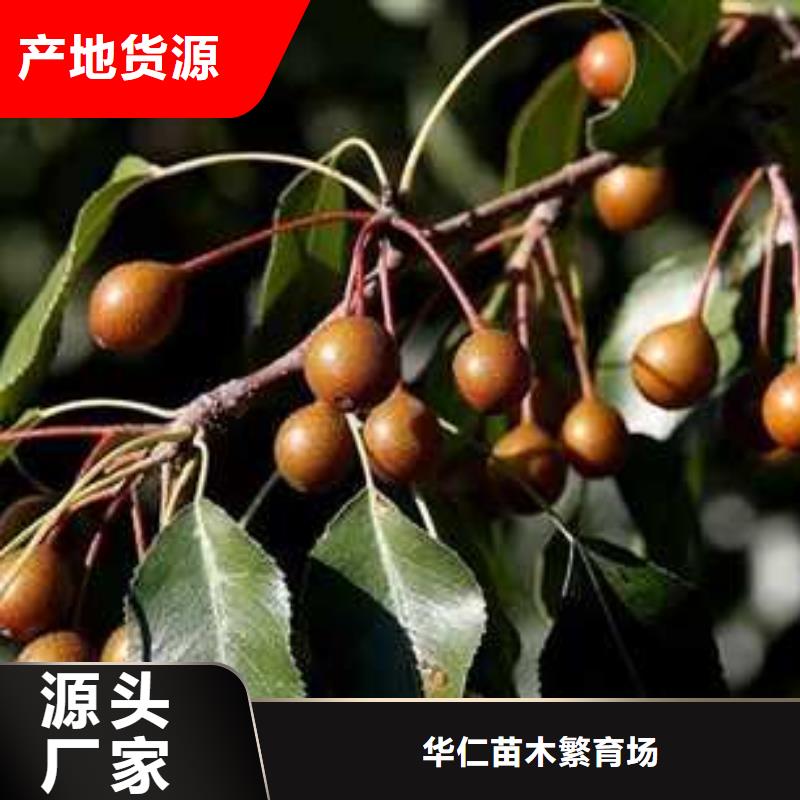 杜梨杜梨苗多行业适用