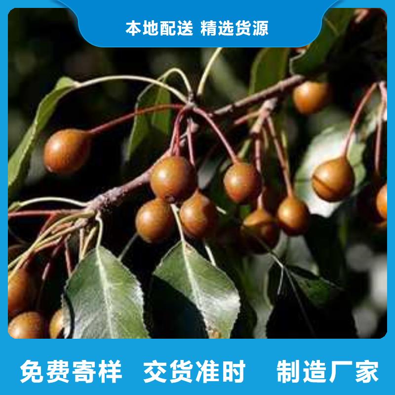 杜梨,香酥梨树苗用的放心