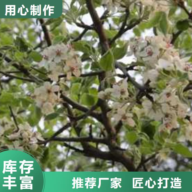 杜梨,香酥梨树苗用的放心