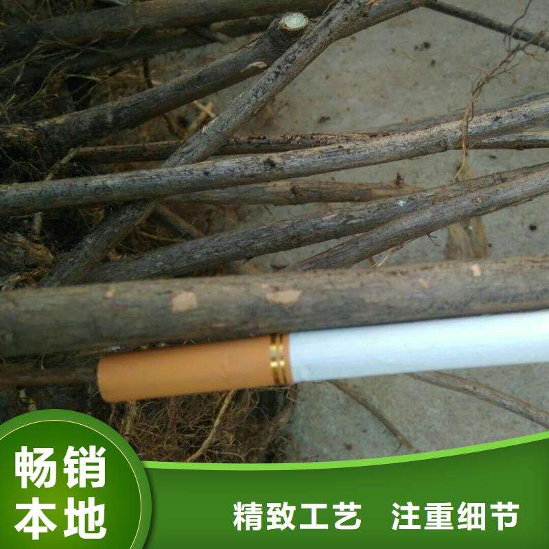 杈杷果石榴树一手货源源头厂家