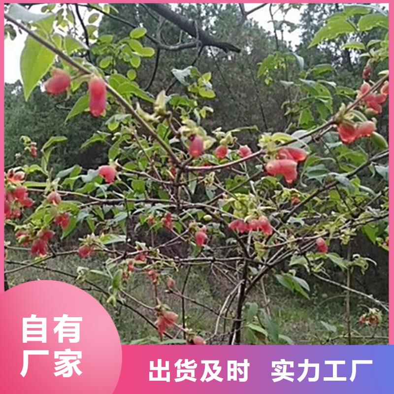 杈杷果石榴树一手货源源头厂家