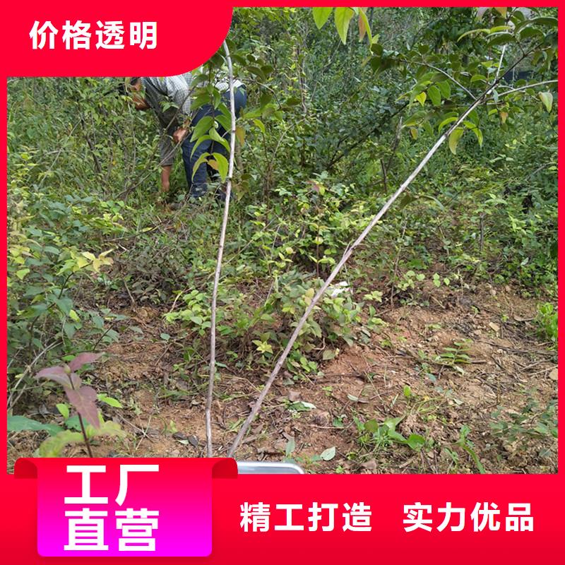 杈杷果石榴树一手货源源头厂家